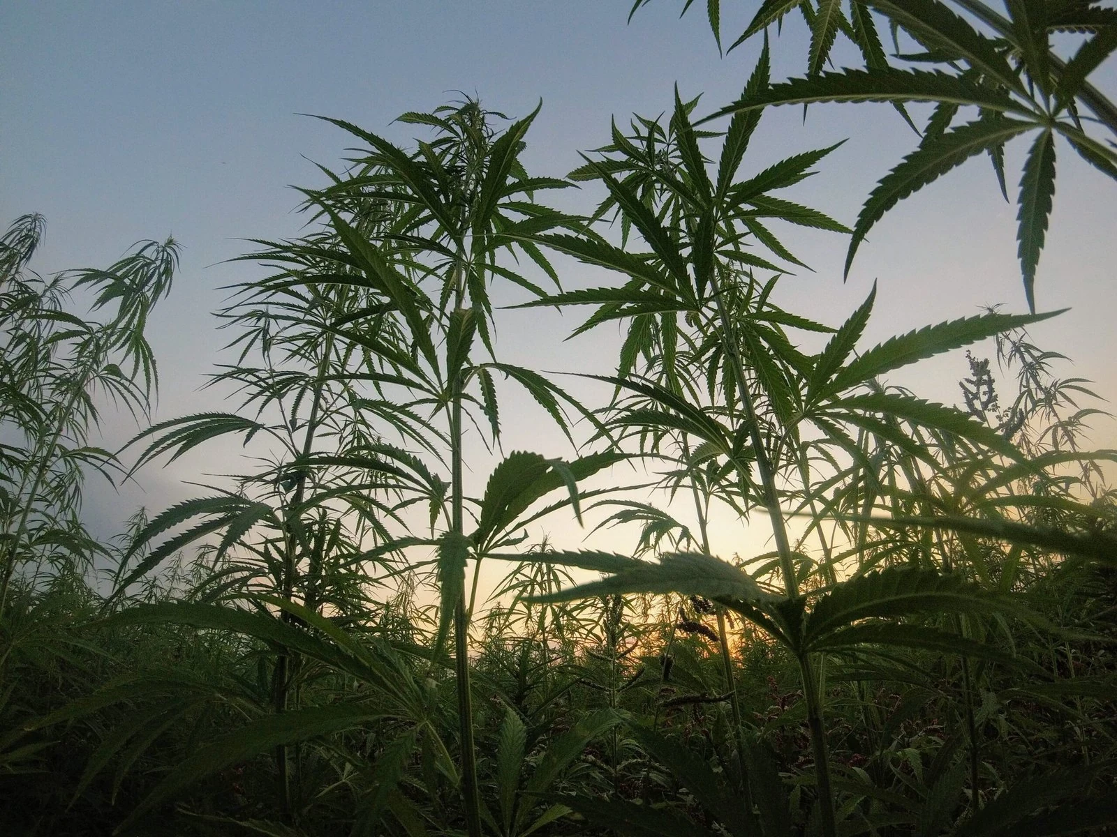 Plantas de cannabis en un cultivo al aire libre