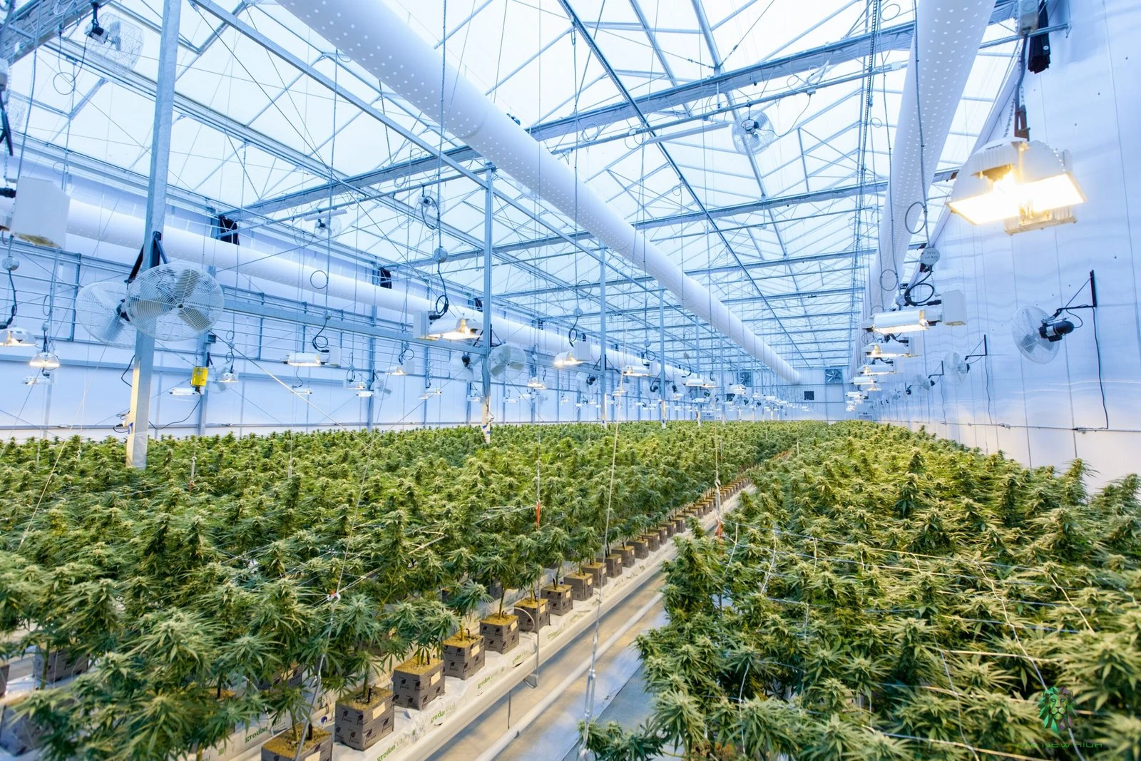 Cultivo de cannabis en invernadero